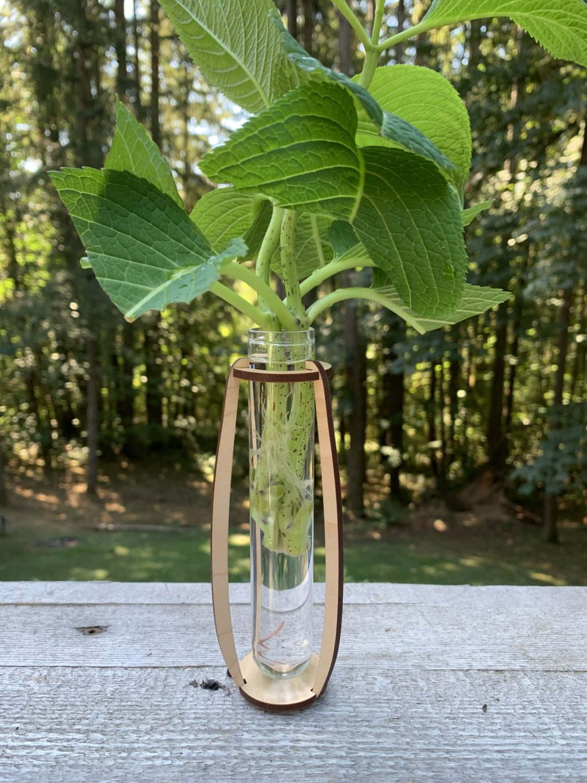 Budding/Rooting Vases - Ruth McCabe Design